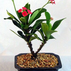 Red Crown of Thorns Bonsai Tree - Euphorbia splendens - Easter Plant