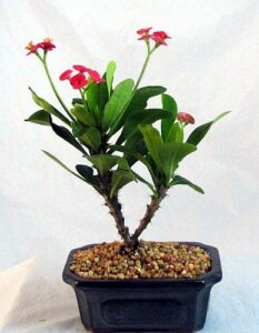 red crown of thorns bonsai tree - euphorbia splendens - easter plant
