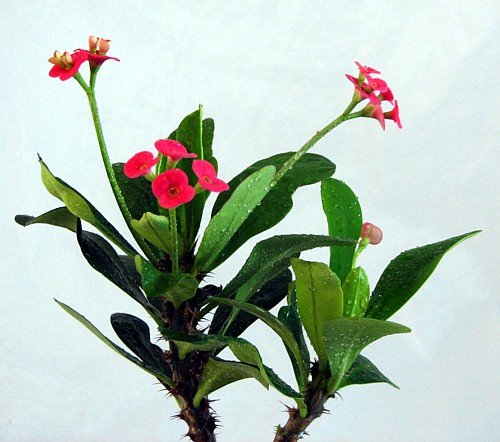 Red Crown of Thorns Bonsai Tree - Euphorbia splendens - Easter Plant