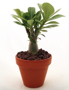 'desert rose' plant - natural bonsai - adenium obesum - 3" pot