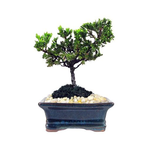 Miniature Japanese Juniper Bonsai Tree - Ceramic Bonsai Pot