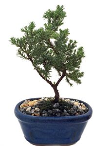 miniature japanese juniper bonsai tree - ceramic bonsai pot