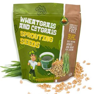 todd's seeds - 1 pound of wheatgrass seeds - non gmo sprouting seeds - grind into whole wheat flour - pet grass - cat grass for indoor cats - wheat grass seeds