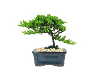 eve's petite japanese juniper bonsai tree, 4 years old, planted in 5 inch ceramic container