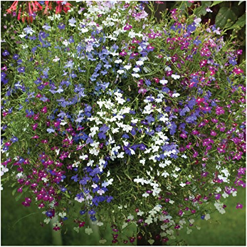 Seed Needs, Cascade Mix Lobelia Seeds - 5,000 Heirloom Seeds for Planting Lobelia pendula - Great for Hanging Baskets, Pots & Containers (1 Pack)