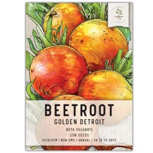 seed needs, golden detroit beet seeds - 250 heirloom seeds for planting beta vulgaris - non-gmo & untreated (1 pack)
