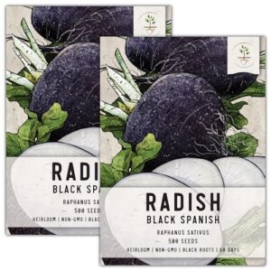 seed needs, black spanish radish seeds - 500 heirloom seeds for planting raphanus sativus - non-gmo & untreated (2 packs)