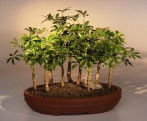 hawaiian umbrella bonsai tree - 9 tree forest group (arboricola schefflera)