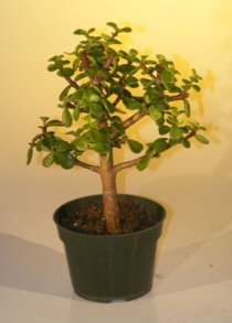 pre bonsai baby jade bonsai tree - medium portulacaria afra