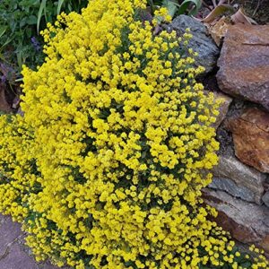 outsidepride alyssum mountain gold yellow ground cover plant flower seeds - 5000 seeds