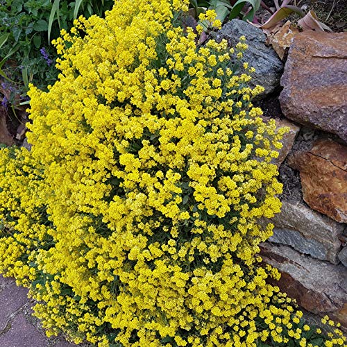 Outsidepride Alyssum Mountain Gold Yellow Ground Cover Plant Flower Seeds - 5000 Seeds