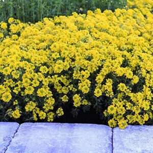 Outsidepride Alyssum Mountain Gold Yellow Ground Cover Plant Flower Seeds - 5000 Seeds