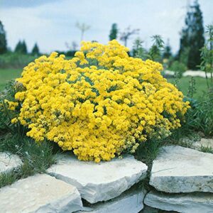 Outsidepride Alyssum Mountain Gold Yellow Ground Cover Plant Flower Seeds - 5000 Seeds