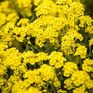 Outsidepride Alyssum Mountain Gold Yellow Ground Cover Plant Flower Seeds - 5000 Seeds