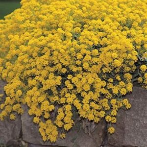 Outsidepride Alyssum Mountain Gold Yellow Ground Cover Plant Flower Seeds - 5000 Seeds