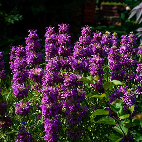 Outsidepride Monarda Citriodora Lemon Mint Bee Balm Plant Herb Garden Plants & Flowers - 5000 Seeds