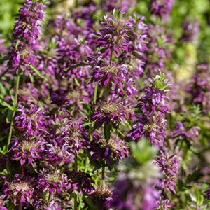 Outsidepride Monarda Citriodora Lemon Mint Bee Balm Plant Herb Garden Plants & Flowers - 5000 Seeds