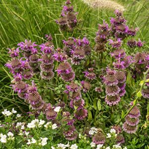 Outsidepride Monarda Citriodora Lemon Mint Bee Balm Plant Herb Garden Plants & Flowers - 5000 Seeds