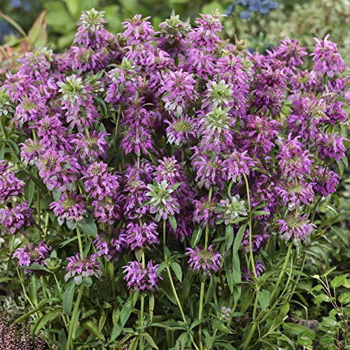 Outsidepride Monarda Citriodora Lemon Mint Bee Balm Plant Herb Garden Plants & Flowers - 5000 Seeds