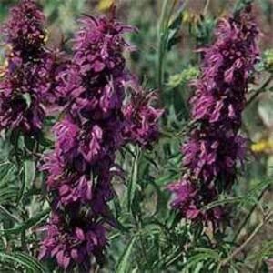 Outsidepride Monarda Citriodora Lemon Mint Bee Balm Plant Herb Garden Plants & Flowers - 5000 Seeds