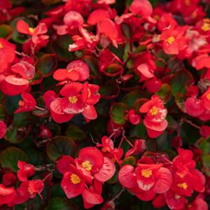 outsidepride wax begonia semperflorens red garden flower or house plant seed - 5000 seeds