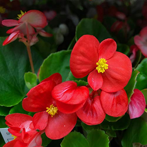 Outsidepride Wax Begonia Semperflorens Red Garden Flower or House Plant Seed - 5000 Seeds