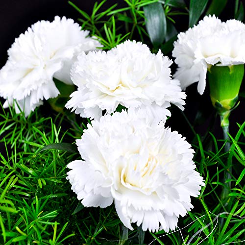 Outsidepride Dianthus Caryophyllus Carnation White Garden Cut Flower Seeds - 1000 Seeds