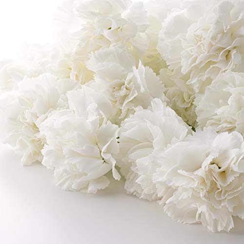 Outsidepride Dianthus Caryophyllus Carnation White Garden Cut Flower Seeds - 1000 Seeds