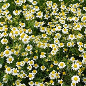 outsidepride perennial roman chamomile evergreen carpet herb garden plants - 25000 seeds
