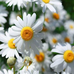 Outsidepride Perennial Roman Chamomile Evergreen Carpet Herb Garden Plants - 25000 Seeds