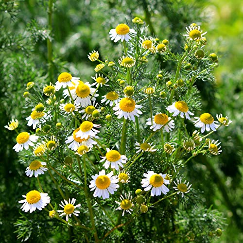 Outsidepride Perennial Roman Chamomile Evergreen Carpet Herb Garden Plants - 25000 Seeds