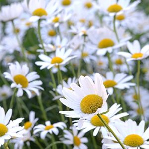 Outsidepride Perennial Roman Chamomile Evergreen Carpet Herb Garden Plants - 25000 Seeds