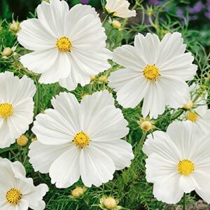 Outsidepride Cosmos Bipinnatus Purity Garden Cut Flower Seeds - 1000 Seeds