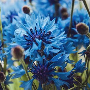outsidepride centaurea cyanus cornflower blue wild flower seeds - 1000 seeds