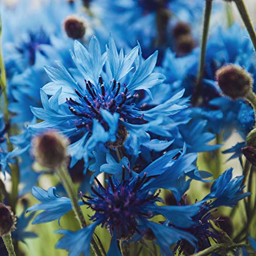 Outsidepride Centaurea Cyanus Cornflower Blue Wild Flower Seeds - 1000 Seeds