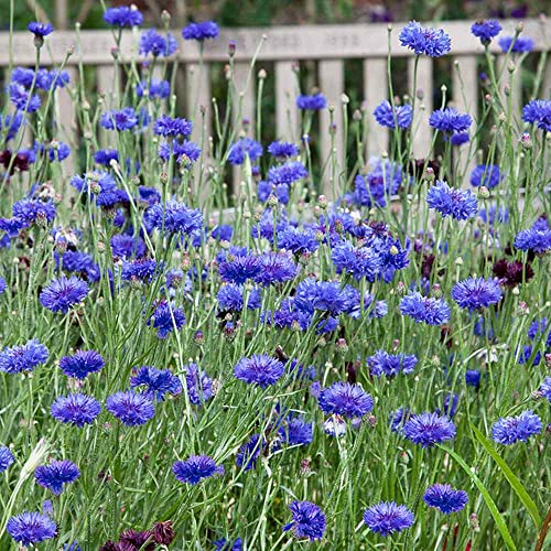 Outsidepride Centaurea Cyanus Cornflower Blue Wild Flower Seeds - 1000 Seeds