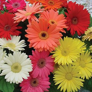 outsidepride gerbera daisy indoor house plant or flower mix for outdoor containers, pots, planters, beds - 100 seeds