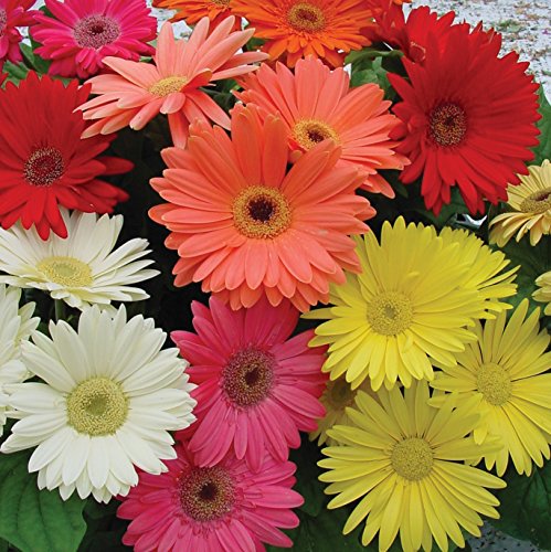 Outsidepride Gerbera Daisy Indoor House Plant or Flower Mix for Outdoor Containers, Pots, Planters, Beds - 100 Seeds