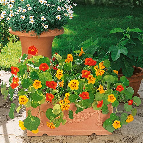 Outsidepride Tropaeolum Nasturtium Flower Seed Mix Climbing Flowering, Dwarf - 1/4 LB