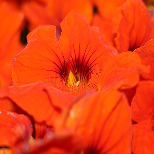 Outsidepride Tropaeolum Nasturtium Orange Climbing, Vining, Flowering, Plants for Trellis, Fences, Arbors & More - 200 Seeds