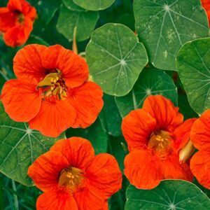 Outsidepride Tropaeolum Nasturtium Orange Climbing, Vining, Flowering, Plants for Trellis, Fences, Arbors & More - 200 Seeds