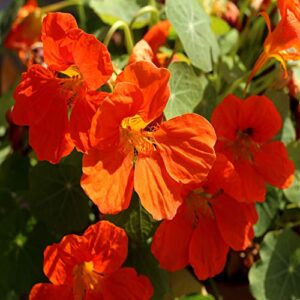 Outsidepride Tropaeolum Nasturtium Orange Climbing, Vining, Flowering, Plants for Trellis, Fences, Arbors & More - 200 Seeds