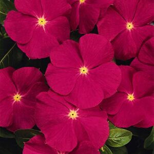 outsidepride vinca periwinkle rose garden flower, ground cover, & container plants - 2000 seeds
