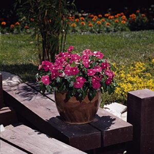 Outsidepride Vinca Periwinkle Rose Garden Flower, Ground Cover, & Container Plants - 2000 Seeds