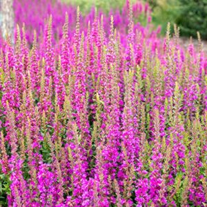 outsidepride salvia horminum pink sunday clary garden cut flowers great for dried arrangements, vases, bouquets - 1000 seeds