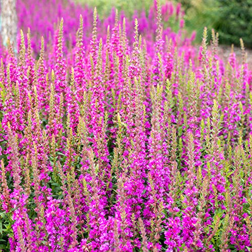 Outsidepride Salvia Horminum Pink Sunday Clary Garden Cut Flowers Great for Dried Arrangements, Vases, Bouquets - 1000 Seeds