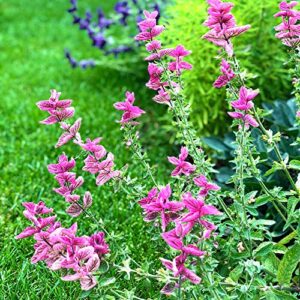 Outsidepride Salvia Horminum Pink Sunday Clary Garden Cut Flowers Great for Dried Arrangements, Vases, Bouquets - 1000 Seeds