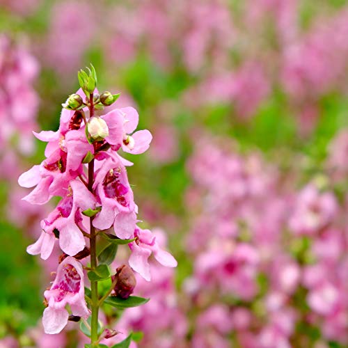 Outsidepride Salvia Horminum Pink Sunday Clary Garden Cut Flowers Great for Dried Arrangements, Vases, Bouquets - 1000 Seeds