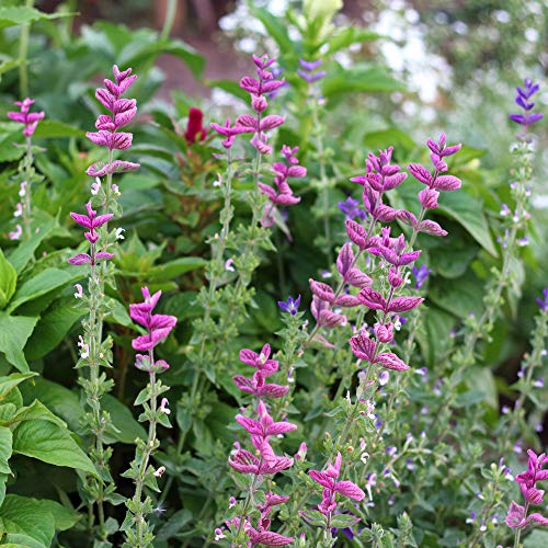 Outsidepride Salvia Horminum Pink Sunday Clary Garden Cut Flowers Great for Dried Arrangements, Vases, Bouquets - 1000 Seeds