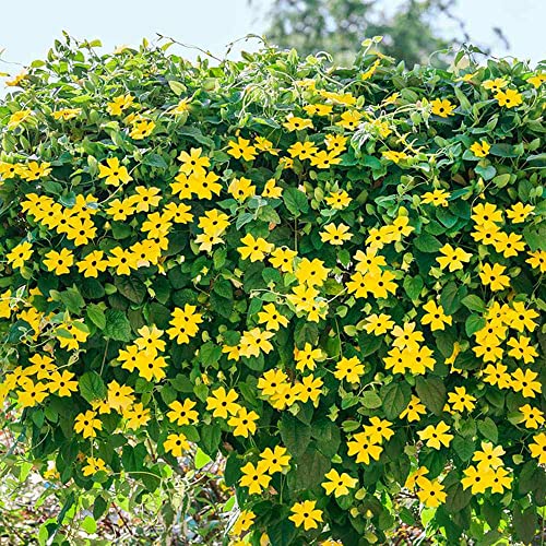 Outsidepride Thunbergia Black-Eyed Susan Yellow Climbing Vine Flowering Plants - 100 Seeds